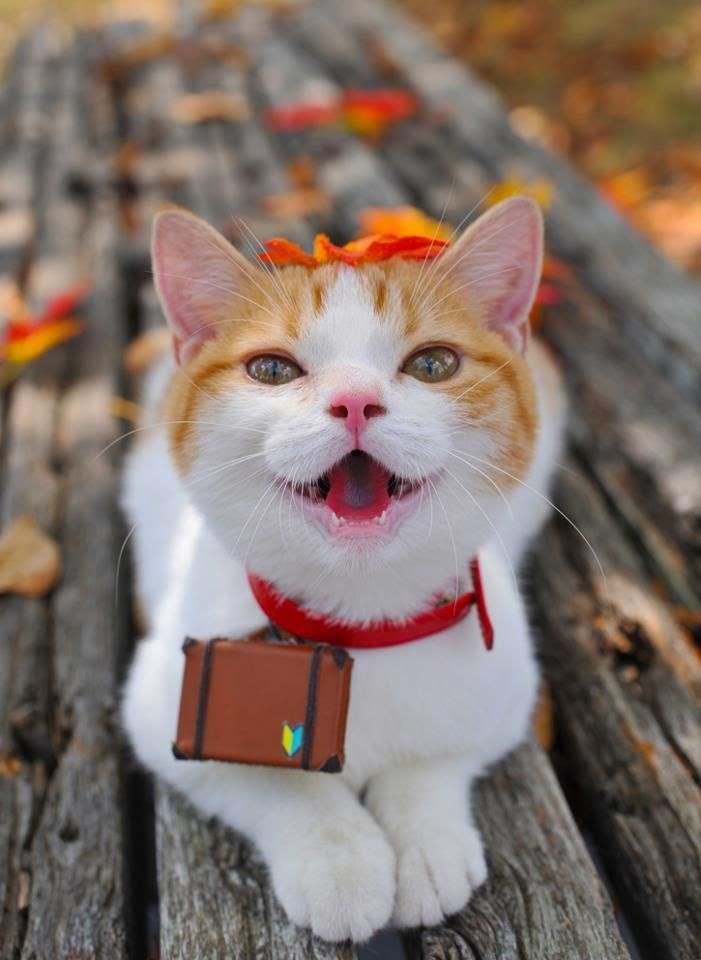 caturday 2