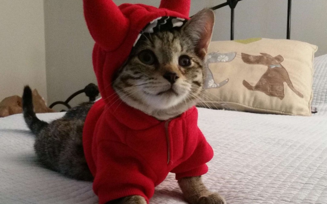 Happy Halloween und Happy Caturday